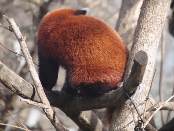 15-Roter-Panda